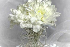 Chrysantheme