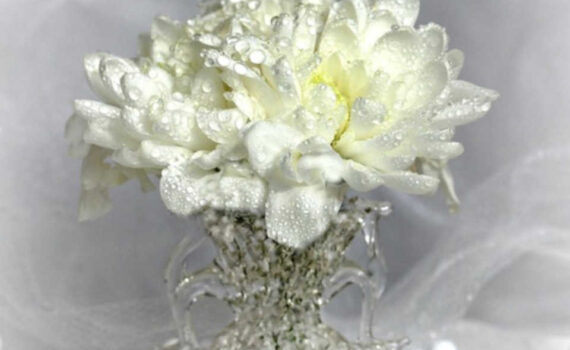 Chrysantheme