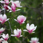 Magnolie