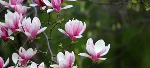 Magnolie