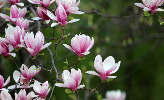 Magnolie