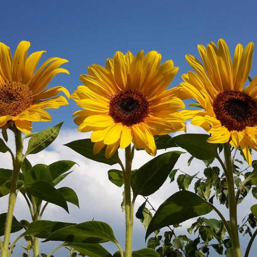 Sonnenblumen
