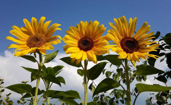 Sonnenblumen