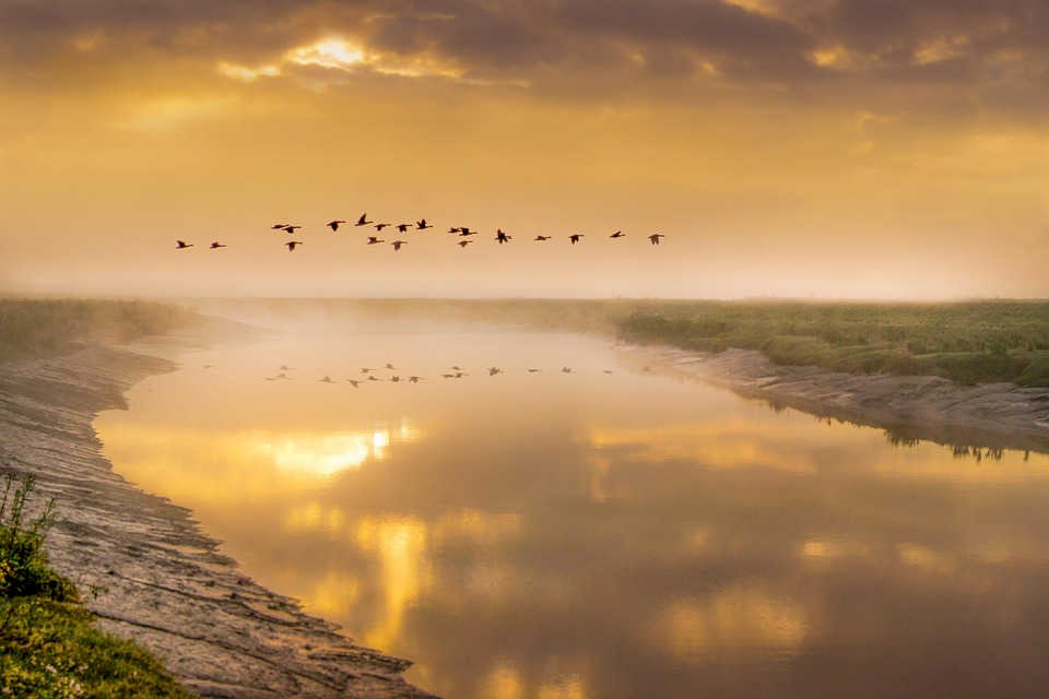 Vogelflug