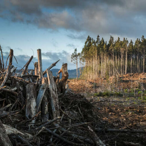 WINDHILFE — Anleitung für Anwohner zur Nutzung von ChatGPT bei Rodungen "Rodung" Matt Palmer, unsplash
