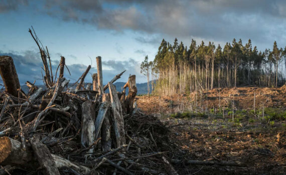 WINDHILFE — Anleitung für Anwohner zur Nutzung von ChatGPT bei Rodungen "Rodung" Matt Palmer, unsplash