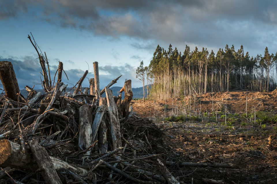 WINDHILFE — Anleitung für Anwohner zur Nutzung von ChatGPT bei Rodungen "Rodung" Matt Palmer, unsplash